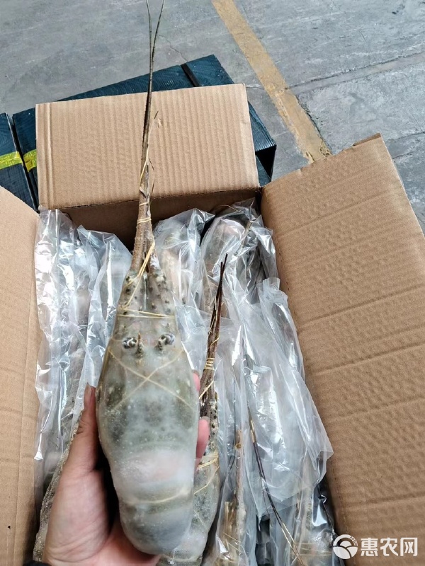 高质小青龙水产品批发的市场机遇与运营策略