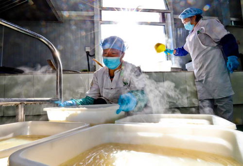 甘肃张掖 粉皮面筋走俏市场，农副产品销售新引擎