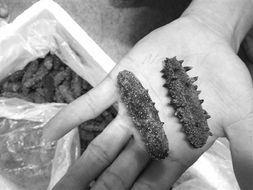 海参被曝掺糖增重，三招识别干参优劣