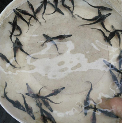 鸭嘴鱼苗批发指南 鲜活水产种苗的优质选择