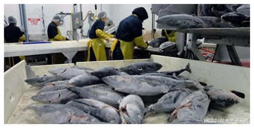 日本渔业政策转向 紧急调整出口策略，水产品批发市场面临重构