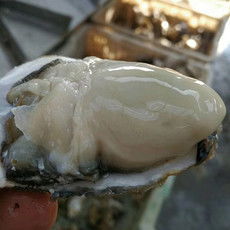 邮乐网海鲜水产全品类采购指南 报价、图片与农副产品一站式购齐